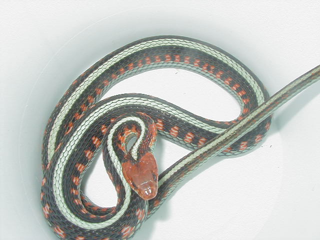 California red sided adult female