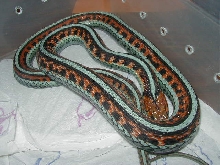 California red sided adult female neon blue LTC 2  01 25 2009