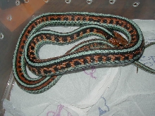 California red sided adult female neon blue LTC 3  01 25 2009