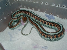 California red sided adult female neon blue LTC 4  01 25 2009