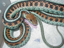 California red sided adult female neon blue LTC 5  01 25 2009