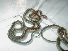 California red sideds Neon blue 2 CB 09 05 17 2009