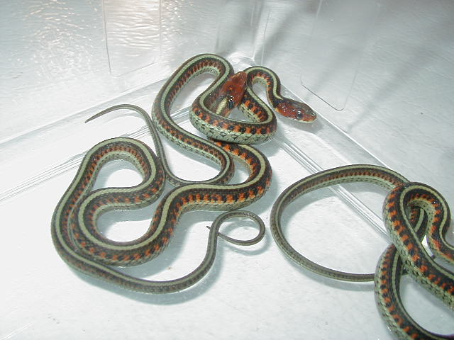 California red sideds Neon blue 2 CB 09 05 17 2009