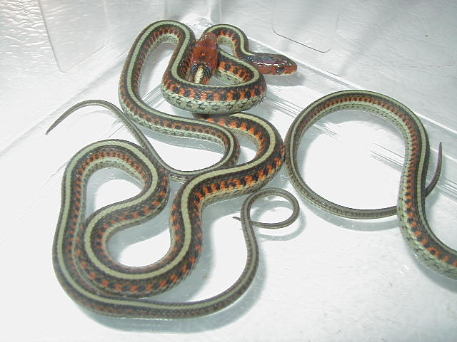 California red sideds Neon blue 3 CB 09 05 17 2009