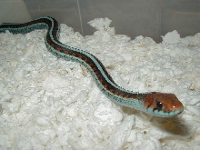 California red sideds Neon blue adult female mom  05 17 2009