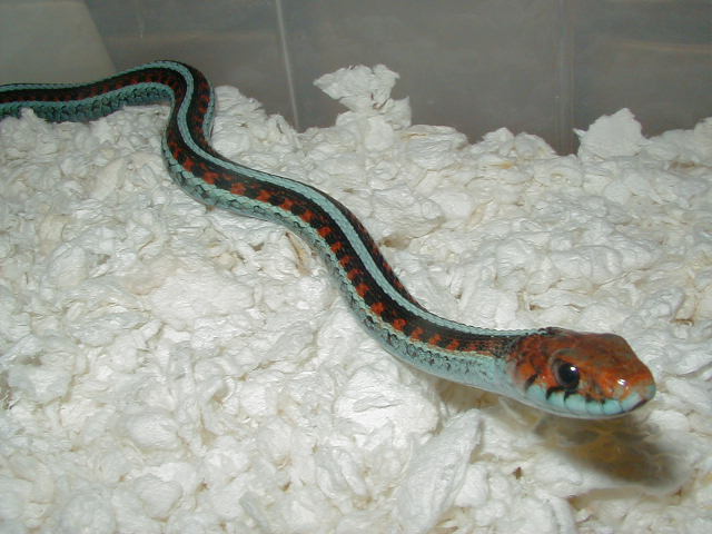 California red sideds Neon blue adult female mom  05 17 2009