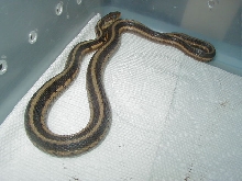 Chicago garter male