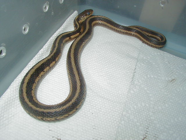 Chicago garter male