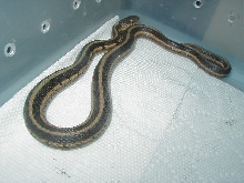 Chicago garter male