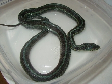 Chicago garter axanthic proven female 09 25 08