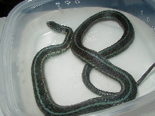 Chicago garter axanthic proven female 09 25 08