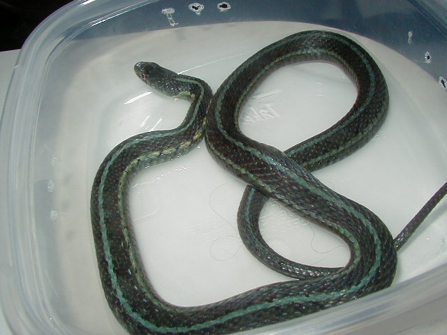 Chicago garter axanthic proven female 09 25 08