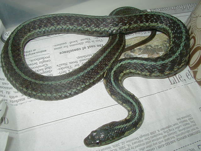 Chicago garter axanthic wc female proven 2 found in 2009 01 25 2009