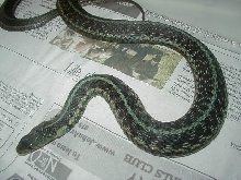 Chicago garter axanthic wc female proven 3 found in 2009 01 25 2009