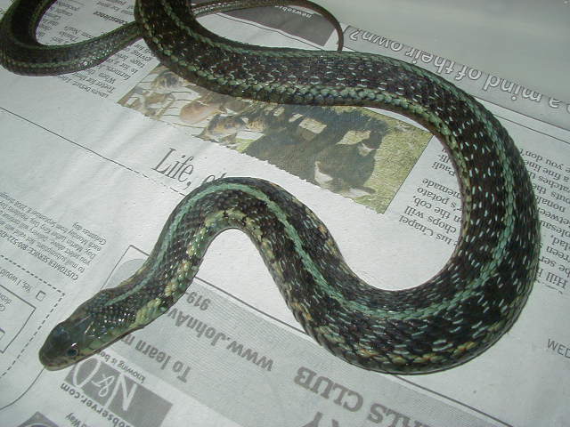 Chicago garter axanthic wc female proven 3 found in 2009 01 25 2009