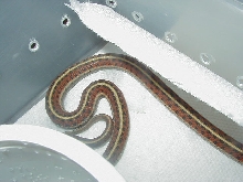 Coast garter 2 08 12 2009