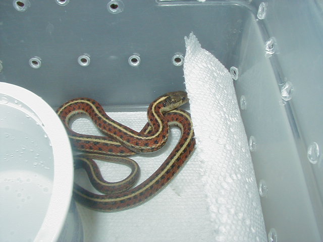 Coast garter  08 12 2009
