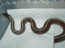 Coast garter  adult female 08 12 2009