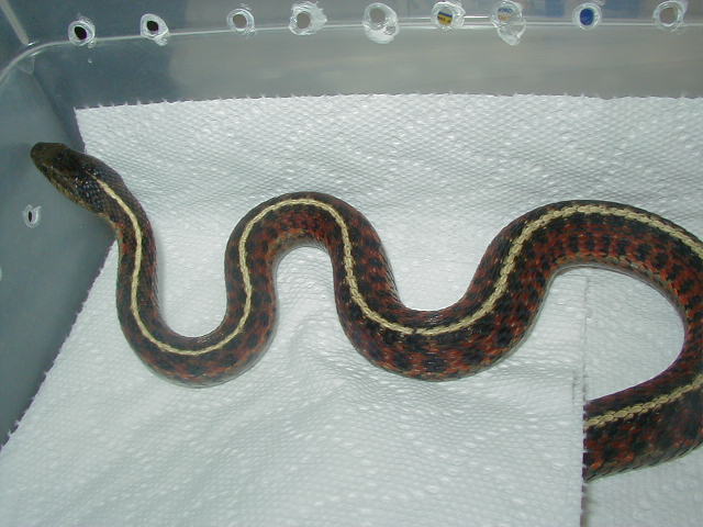 Coast garter  adult female 08 12 2009