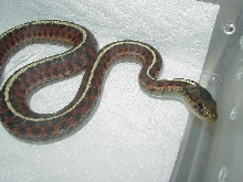 Coast garter  adult female 2  08 12 2009