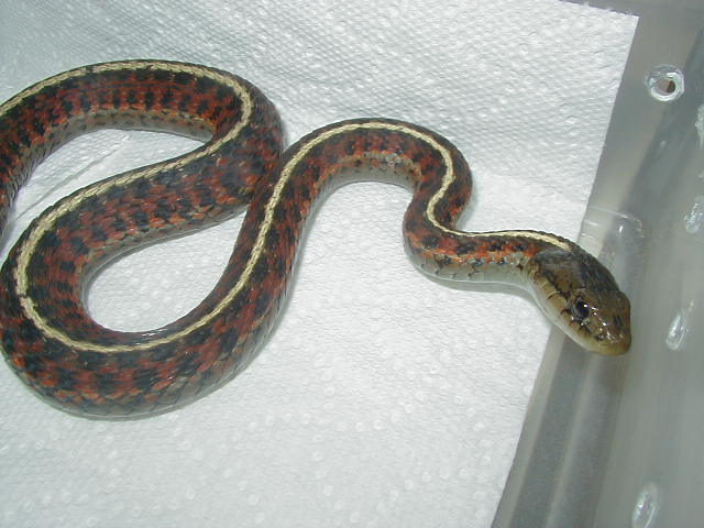 Coast garter  adult female 2  08 12 2009