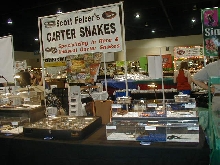 Daytona expo 2009 show 2 Scott Felzer's Garter snakes booth