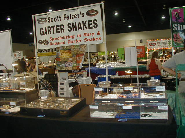 Daytona expo 2009 show 2 Scott Felzer's Garter snakes booth