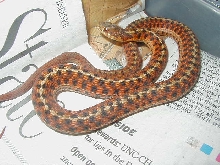 Eastern Carteret Cty # 5 x Schuett albino 10 CB 08 11 06 2008