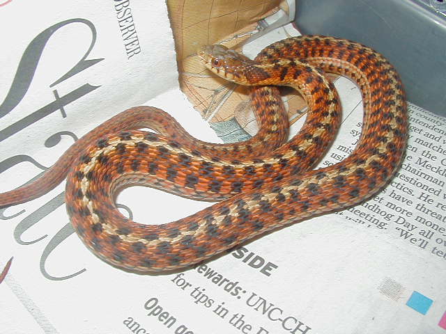 Eastern Carteret Cty # 5 x Schuett albino 10 CB 08 11 06 2008