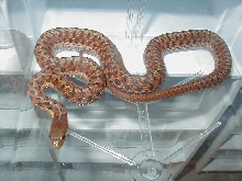 Eastern Carteret Cty, NC eastern x Schuett albino eastern