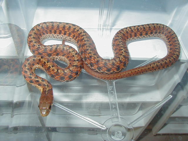 Eastern Carteret Cty, NC eastern x Schuett albino eastern