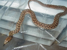 Eastern Myrtle Beach ery x Schuett albino 6 11 06 2008