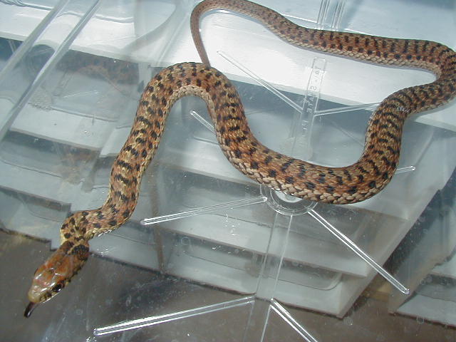 Eastern Myrtle Beach ery x Schuett albino 6 11 06 2008