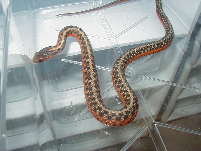 Eastern Het anerythristic flame