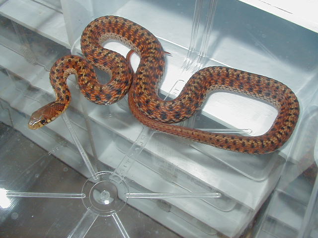 Eastern Carteret Cty, NC eastern x Schuett albino eastern