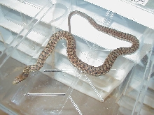 Eastern Myrtle Beach ery x Schuett albino 5 11 06 2008