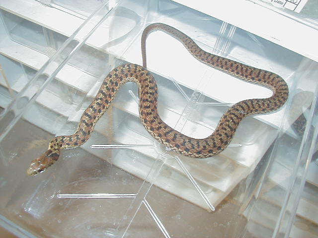 Eastern Myrtle Beach ery x Schuett albino 5 11 06 2008