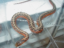 Eastern Het anerythristic flame