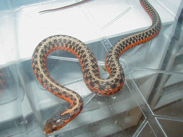 Eastern Het anerythristic flame