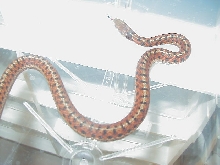 Eastern Carteret Cty x Schuett albino 4 CB 08 11 06 2008
