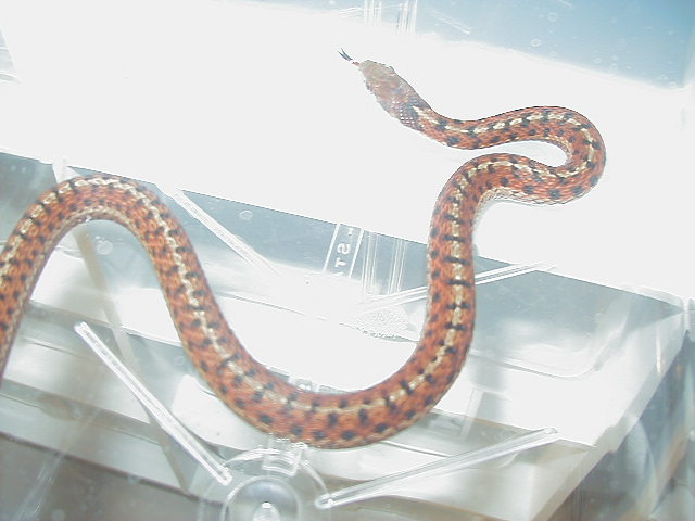 Eastern Carteret Cty x Schuett albino 4 CB 08 11 06 2008
