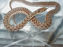 Eastern Myrtle Beach ery x Schuett albino 4 CB 2008 11 06 2008