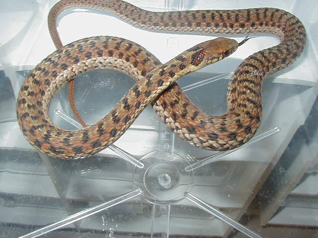 Eastern Myrtle Beach ery x Schuett albino 4 CB 2008 11 06 2008