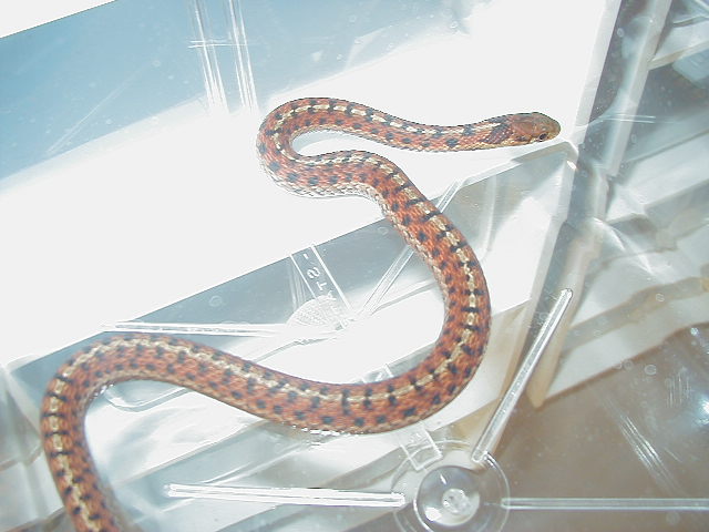 Eastern Carteret Cty x Schuett albino 5 CB 08 11 06 2008