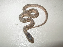 Eastern 66% Possible het albino/flame CB 2008 06 27 2008
