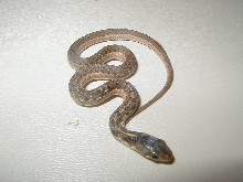 Eastern 66% Possible het albino/flame 2 CB 2008 06 27 2008