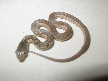 Eastern 66% Possible het albino/flame 3 CB 2008 06 27 2008