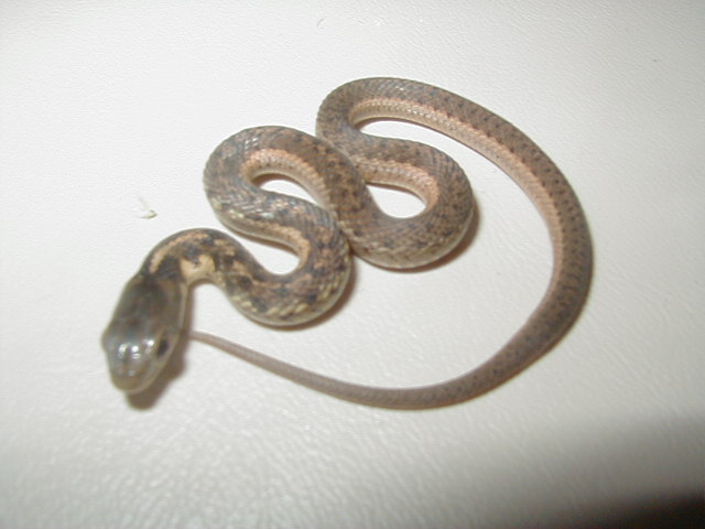 Eastern 66% Possible het albino/flame 3 CB 2008 06 27 2008