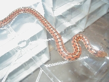 Eastern Carteret Cty x Schuett albino 6 CB 08 11 06 2008