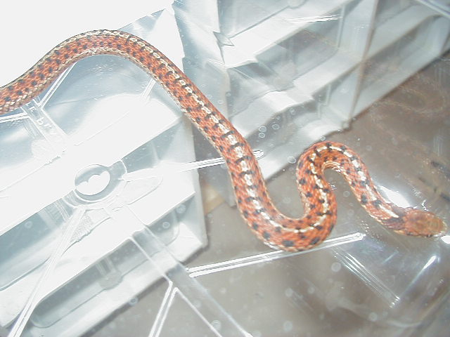Eastern Carteret Cty x Schuett albino 6 CB 08 11 06 2008